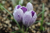 crocus