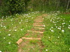 garden in the farm