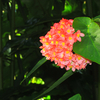 blooming ixora