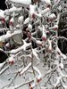 rose hip bush in ice and snow