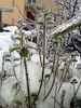 plants in ice cage