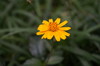 yellow flower