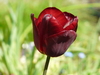 rote tulpe