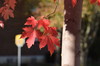 red leaves