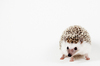 pygmy hedgehog