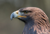 golden eagle with spider