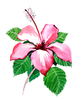 hibiscus flower