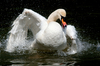 white swan splashing