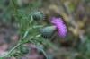 purple thistle