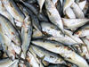 sardines