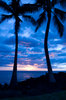 palm trees after sunset