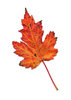 autumn leaf  5