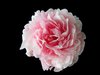 ~ camellia or peony