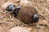 dung beetles