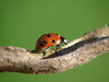 ladybug