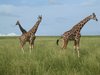 happy giraffes  2