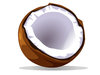 coconut vector