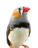 zebra finch