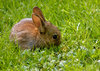 baby rabbit  2