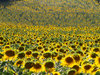 sunflower field