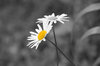 daisy daisy selective colour