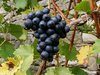 wine grapes