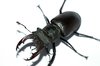 stag beetle  2