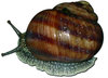 snail