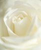 white rose