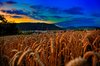 cornfield in the evening