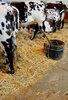 dairy cows in the barn