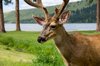 deer with lake in background