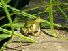 large green frog