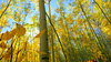 colorado aspen