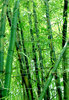 bamboo