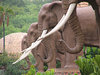 elephant statues