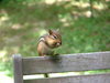 chipmunk