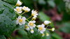 forest flowers