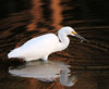 snowy egret