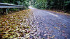 fallen leaves  1