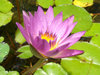 water lily