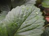 strawberry leaf