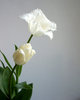 white tulip  2