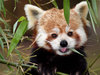 red panda