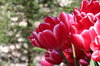 red tulips in lisse