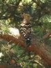 hoopoe