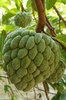 a fruit called sugar-apple