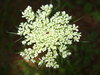 queen  annes lace  2