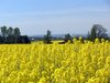 canola fields  2