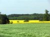 canola fields  6